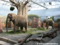 Slon, slonice a slůňata | 22.7.2008