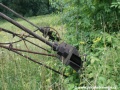 Ukotvení podpěry nákladní lanovky Černý Důl - Kunčice nad Labem | 25.7.2008