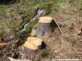 Stavba nové lanovky je již na spadnutí, rozšiřování průseku lesa nabralo obrátky a když se kácí les tak létají třísky. A je jedno, jestli je to Sněžka nebo místo xy... | 30.4.2012