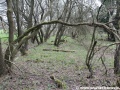 Všude se povalují ztrouchnivělé pražce, které zůstaly ležet v poloze po odstranění kolejí. | 4.5.2013