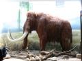 Oživení mamuta se stále ještě nezdařilo | 22.7.2008