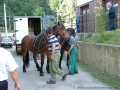 Koně určení k tažení vozu koňky dorazili do vozovny Motol | 27.8.2005